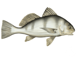 black drum